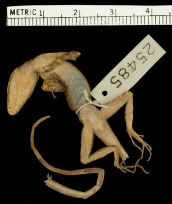 Media type: image;   Herpetology R-25485